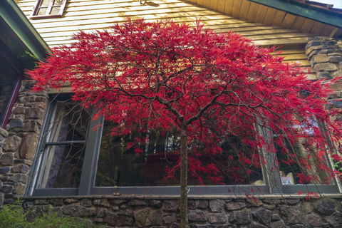 Arnica Views Summit Retreat - Accommodation QLD 3