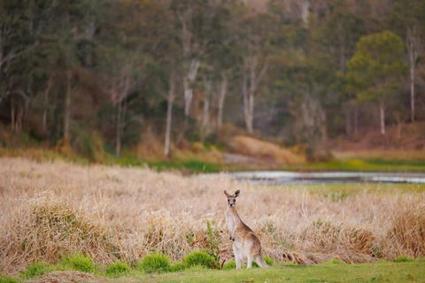 MN Happy Nest By Tiny Away - Accommodation QLD 2