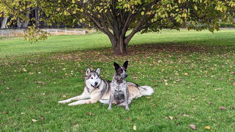Mountain Culture Farm Stay - Pet Friendly - Accommodation QLD 2