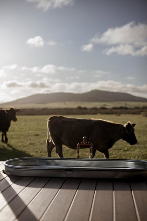 Peter The Tiny Cabin In Esperance - Accommodation QLD 1