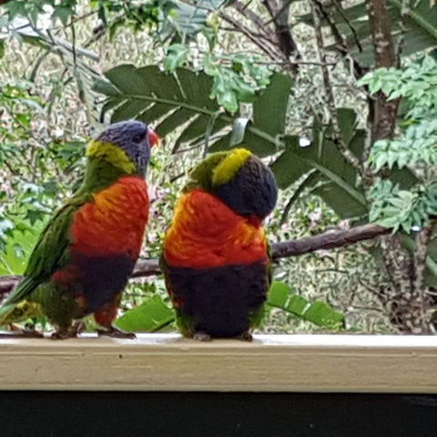 Avoca Beach Cape Cottage - Accommodation QLD 3