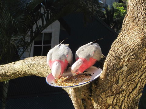 Avoca Breezes - Accommodation QLD 2