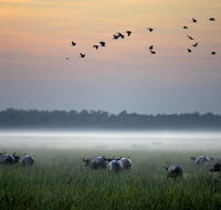 Bamurru Plains - Accommodation QLD