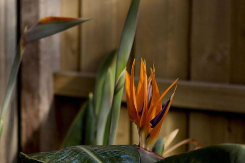 Rose Cottage - Accommodation QLD 1