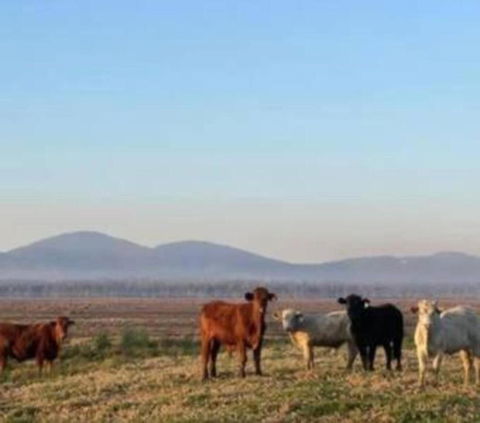 Rosemont By Tiny Away - Accommodation QLD 3