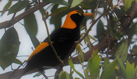 Bellthorpe Stays - Accommodation QLD 3