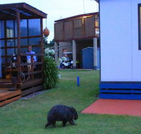 BIG4 Kelso Sands Holiday  Native Wildlife Park - Accommodation QLD