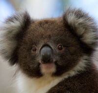 Bimbi Park - Camping Under Koalas - Accommodation QLD