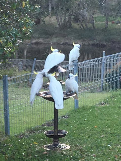 Blue Pearl - Accommodation QLD 2