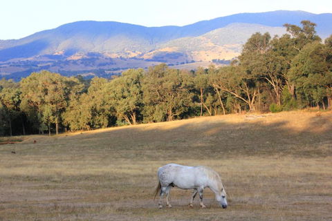 Yackandandah Farm Homestead - Accommodation QLD 0