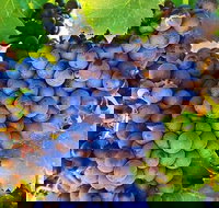 The Fully Local Private Tour - Accommodation QLD