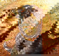 Perth Kids Explorer Private Day Tour - Accommodation QLD