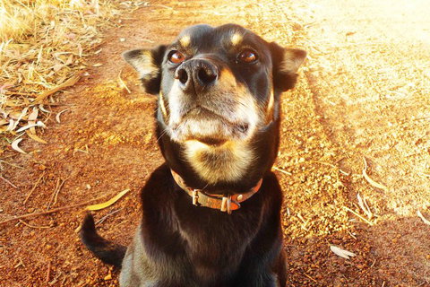 Perth Kids Explorer (Private) Day Tour - Accommodation QLD 0