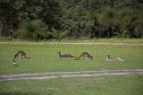 Yanchep & Lancelin - Wildlife, Cave And Sands - Accommodation QLD 0