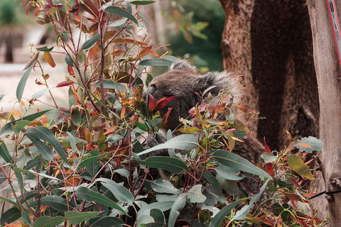 Yanchep & Lancelin - Wildlife, Cave And Sands - Accommodation QLD 1