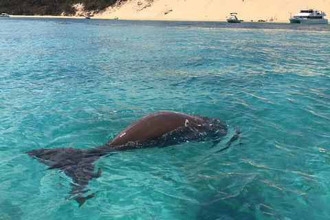 Cruise In Moreton Bay Marine Park And Moreton Island - Accommodation QLD 2