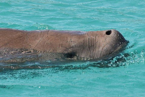 Cruise In Moreton Bay Marine Park And Moreton Island - Accommodation QLD 3
