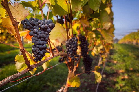 Full Day Tamar Valley Wine Tour - Accommodation QLD 0