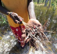 Gay-Wu Woman's 5 Day Yolngu Homeland Tour - Accommodation QLD