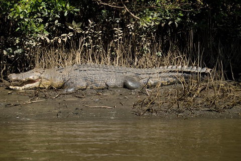 5-Day Best Of Cairns With Daintree, Kuranda, And Great Barrier Reef - Accommodation QLD 5