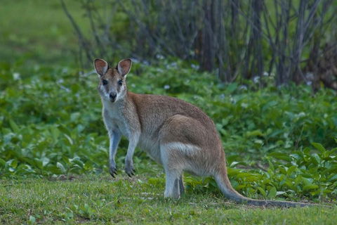 Cairns 4WD Waterfall And Rainforest Tour Including Kuranda Scenic Railway - Accommodation QLD 2