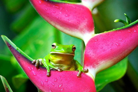 3-Day Best Of Cairns Combo: The Daintree Rainforest, Great Barrier Reef, And Kuranda - Accommodation QLD 0