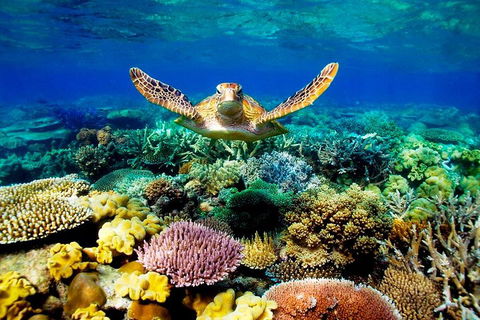 3-Day Best Of Cairns Combo: The Daintree Rainforest, Great Barrier Reef, And Kuranda - Accommodation QLD 1