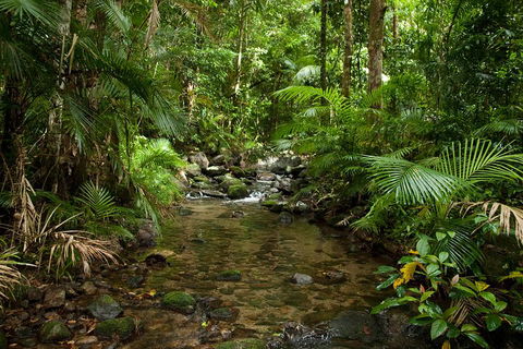 Cairns Reef And Rainforest Combo: Daintree Rainforest And The Great Barrier Reef - Accommodation QLD 1