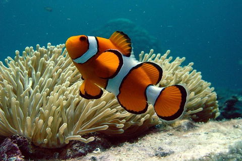 Cairns Reef And Rainforest Combo: Daintree Rainforest And The Great Barrier Reef - Accommodation QLD 2