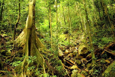 Barron Gorge And Kuranda National Park Half Day Rainforest And Waterfall 4WD Tour From Cairns - Accommodation QLD 4