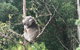 Full-Day Great Ocean Road Small-Group Tour From Melbourne - thumb 1