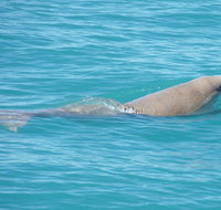 Snubfin Dolphin Eco Cruise from Broome - Accommodation QLD