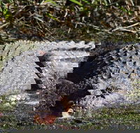 Full Day Tour in the Daintree - Accommodation QLD