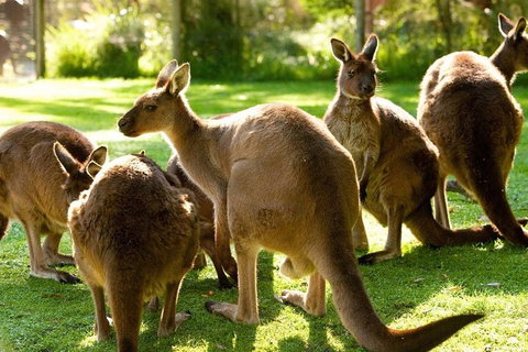 Melbourne City Card (3 Days): Visit Unlimited Attractions! - Accommodation QLD 4