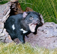 Private Blue Mountains Tour with Kangaroo and Koala Experience - Accommodation QLD