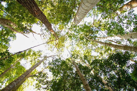 Fraser Island 4WD Tour From Noosa - Accommodation QLD 0