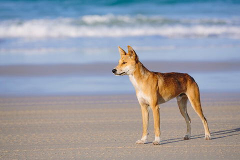 Fraser Island 4WD Tour From Noosa - Accommodation QLD 5