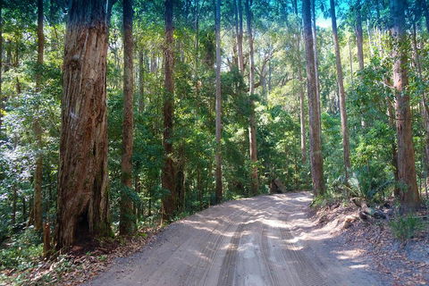 Fraser Island 4WD Tour From Rainbow Beach - Accommodation QLD 4