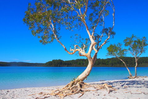 Fraser Island 4WD Tour From Rainbow Beach - Accommodation QLD 5