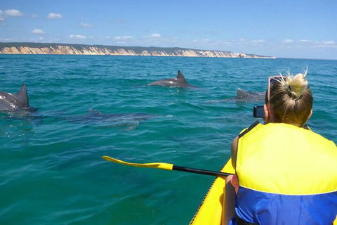Kayak With Dolphins And 4WD Great Beach Drive Day Trip From Noosa - Accommodation QLD 1