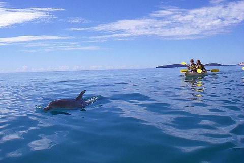 Kayak With Dolphins And 4WD Great Beach Drive Day Trip From Noosa - Accommodation QLD 2