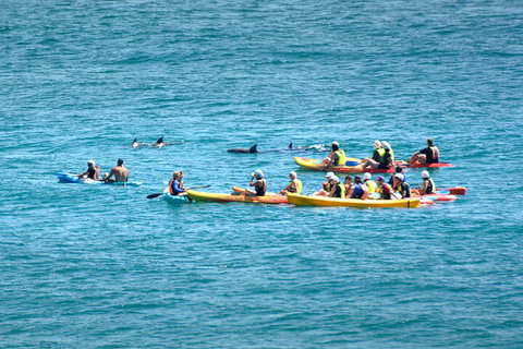 The Byron Bay Sea Kayak Tour - Accommodation QLD 1