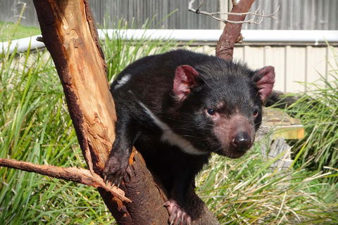 Tasmania 4 Day East Coast + Launceston - Accommodation QLD 2