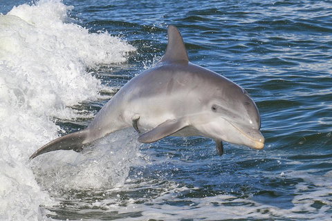 Noosa Oceanrider Scenic Dolphin Safari - Accommodation QLD 0