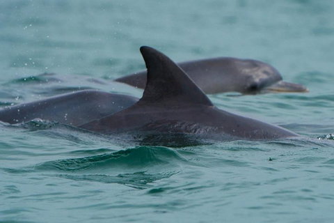 Noosa Oceanrider Scenic Dolphin Safari - Accommodation QLD 1