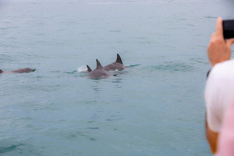 Noosa Oceanrider Scenic Dolphin Safari - Accommodation QLD 2