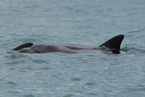 Noosa Oceanrider Scenic Dolphin Safari - Accommodation QLD 3