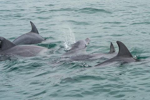 Noosa Oceanrider Scenic Dolphin Safari - Accommodation QLD 5