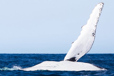 2-Hour Guided Whale Watching Tour At Noosa - Accommodation QLD 0