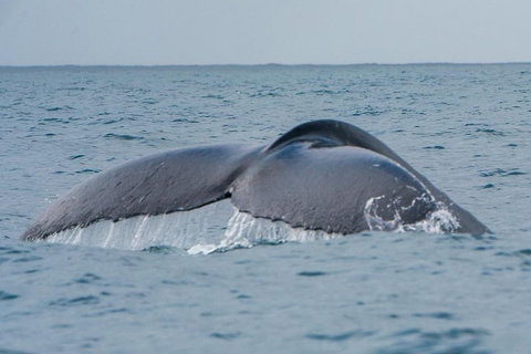 2-Hour Guided Whale Watching Tour At Noosa - Accommodation QLD 1